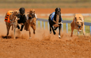 Ante Up Picking Winners from the UKs Greyhound Betting Sites